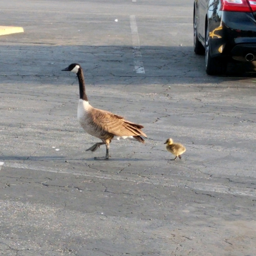 Meet your Posher, Cd